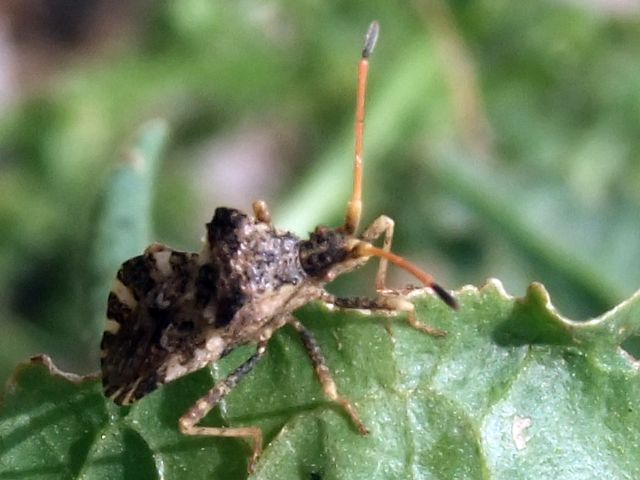 Coreidae: Centrocoris variegatus della Camargue (S-Francia)